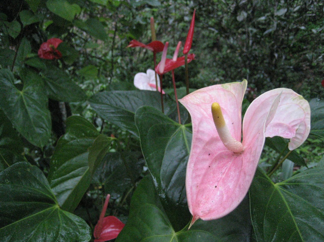 Tan's Camellia Garden-丹那拉塔必去景点