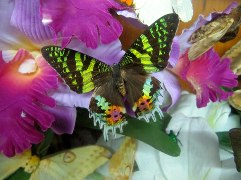 世界昆虫及自然奇观博物馆-清迈必去景点