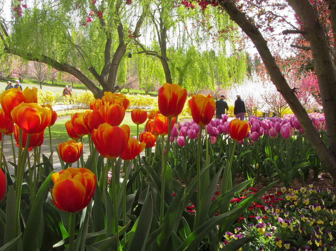 Tulip Top Gardens-Sutton必去景点