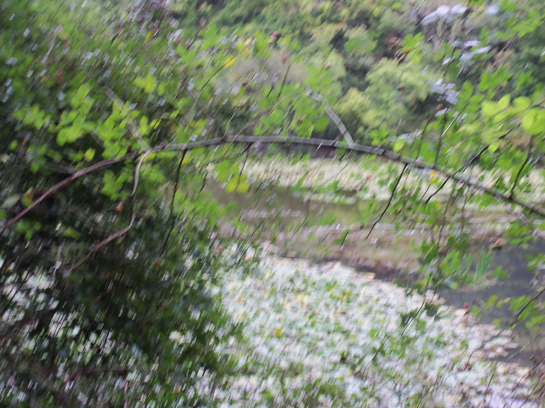 Lily Ponds-Bosherston必去景点