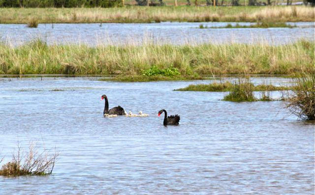 Fisher's Wetland-Newhaven必去景点