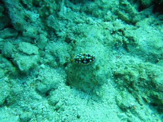 水肺迷潜水店-仙本那必去景点