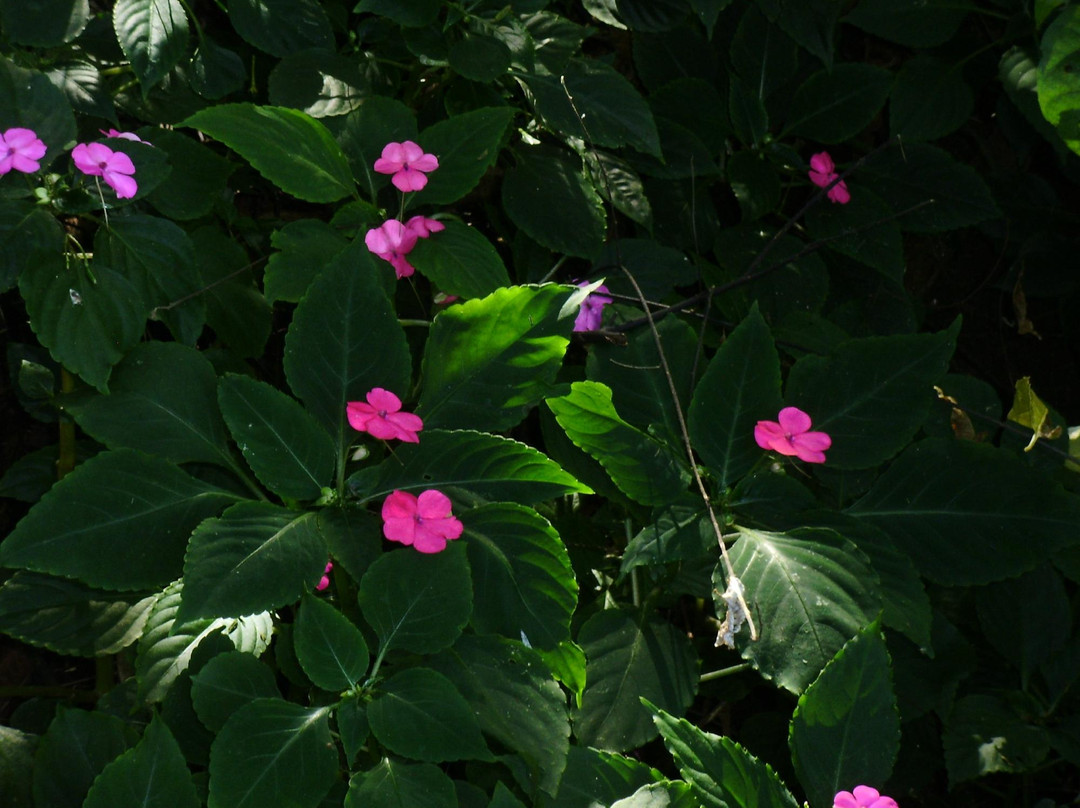 Claudio Coutinho Trail-里约热内卢必去景点