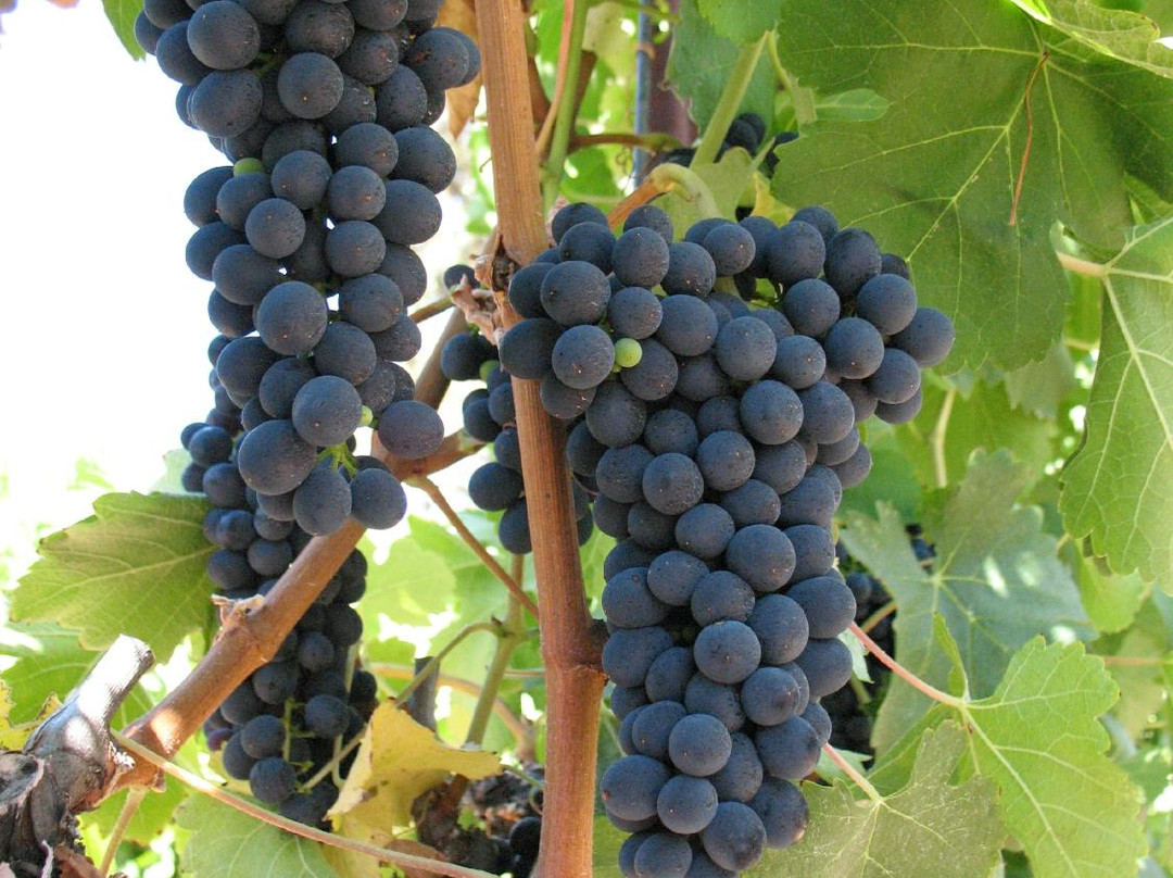 Loxton Winery景点图片