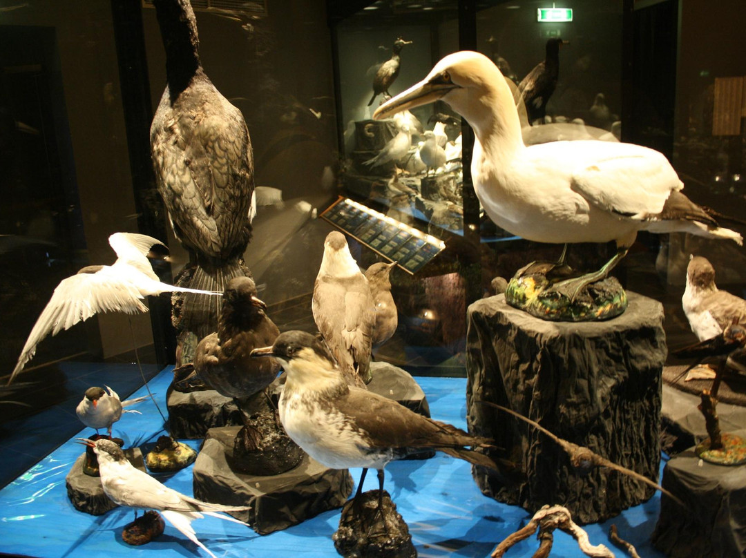 Sigurgeirs Bird Museum-雷克雅里德必去景点