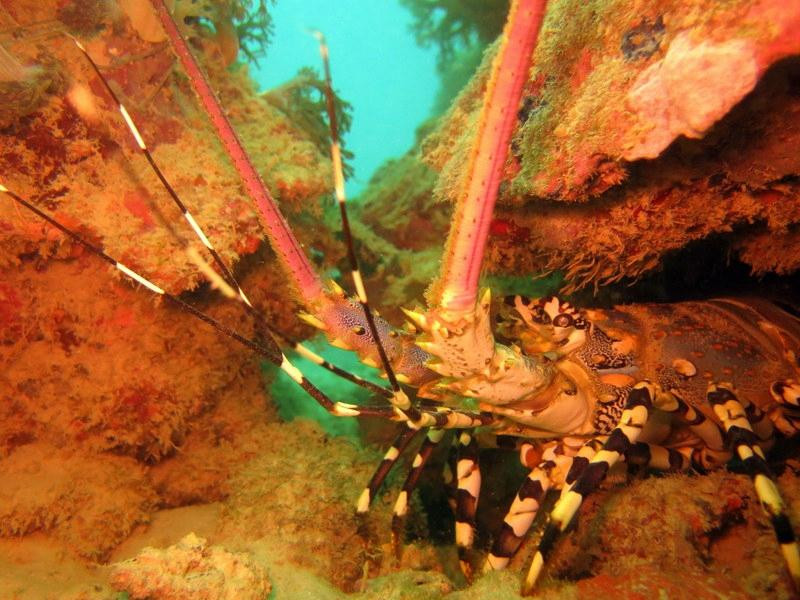 Bora Dive & Research景点图片