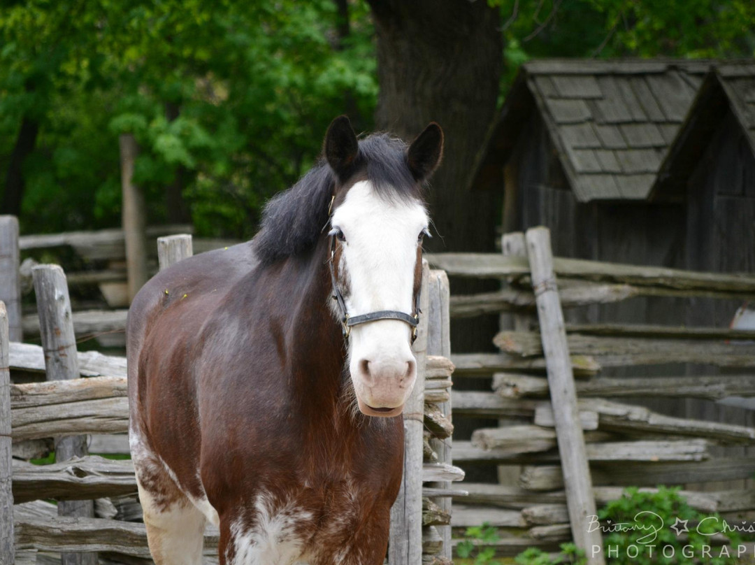 黑溪拓荒村-多伦多必去景点
