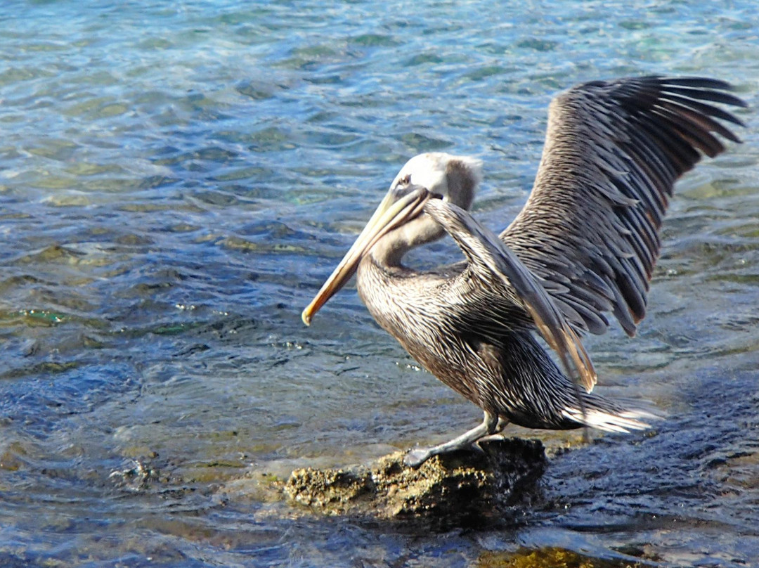 Francis Bay Trail-维尔京群岛国家公园必去景点