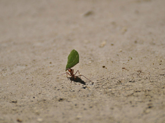 Olingo Surf and Nature Experiences-圣特雷莎必去景点