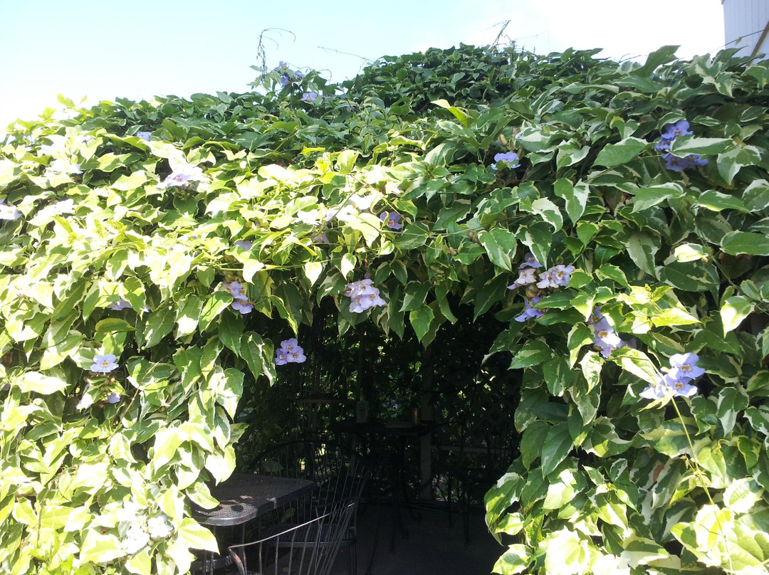 Green Flash Coffee