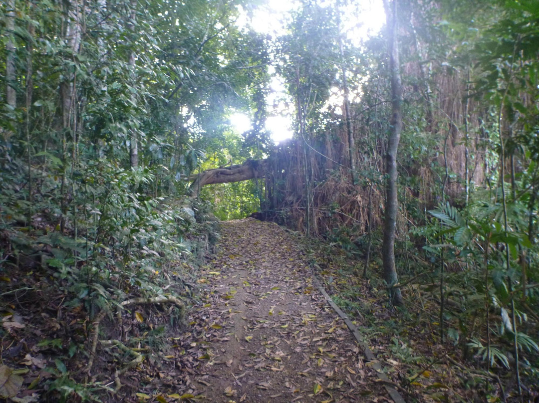 Lake Barrine Tea House-Yungaburra必去景点