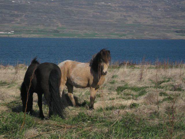 Skjaldarvik Tours-阿克雷里必去景点