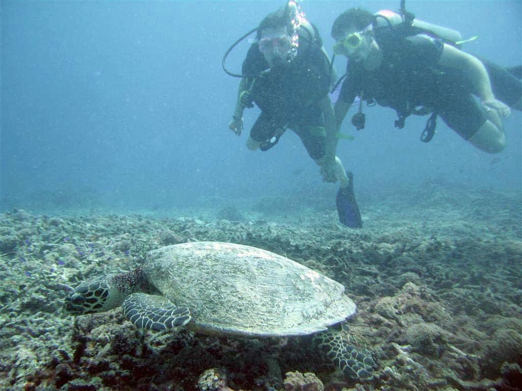 Ocean Dreams Pemuteran-佩母德兰必去景点