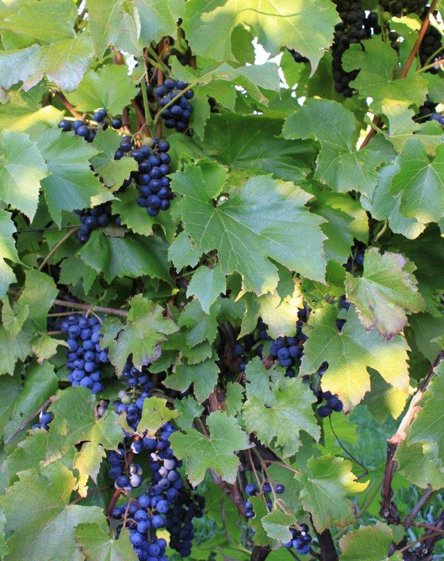 Vignoble Domaine Bresee-Sutton必去景点