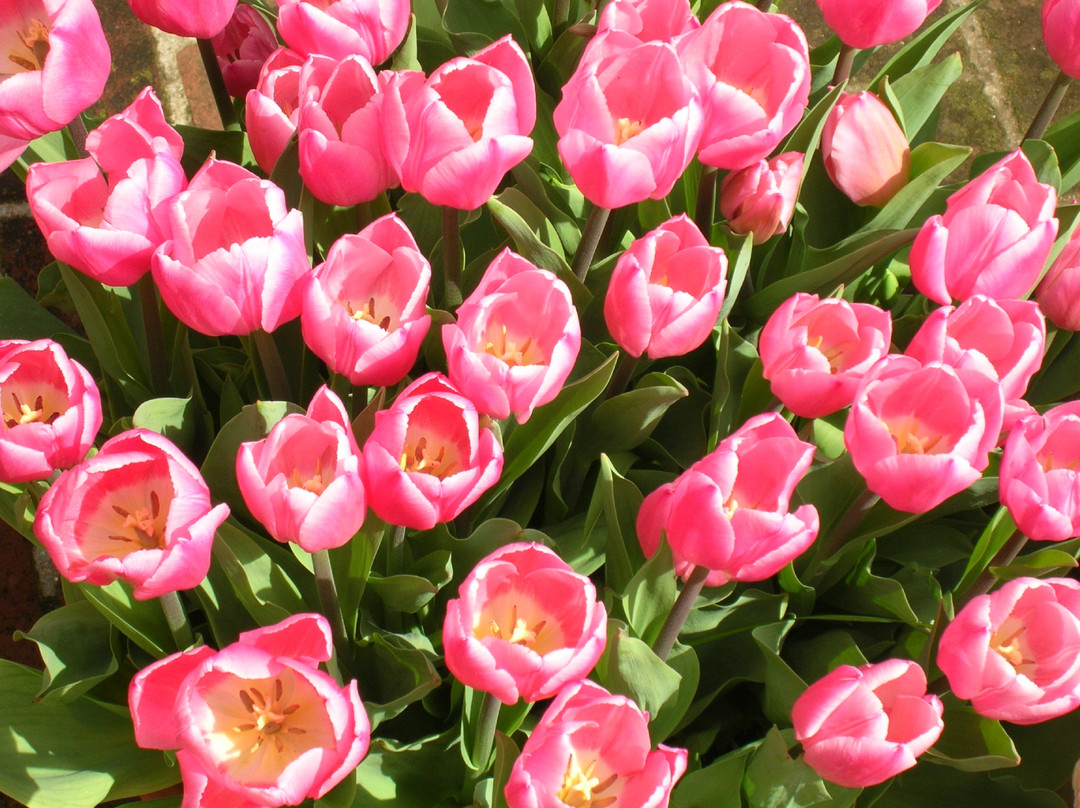 费罗丽庄园-Woodside必去景点