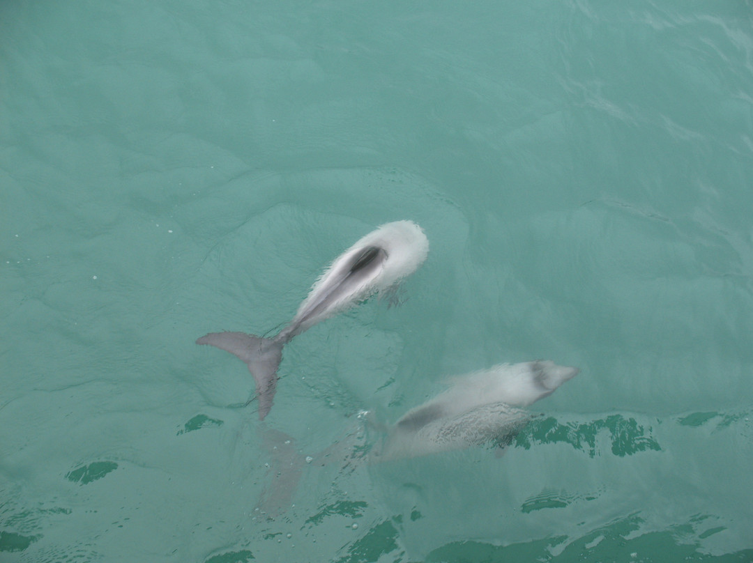 阿卡罗阿海豚观赏航行-阿卡罗阿必去景点