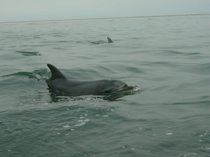 Dolphin Tours Namibia Eco Friendly Desert Tours-华维斯湾必去景点