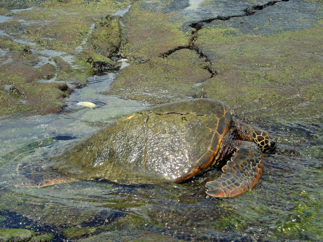 海滨公园-凯乌渥必去景点