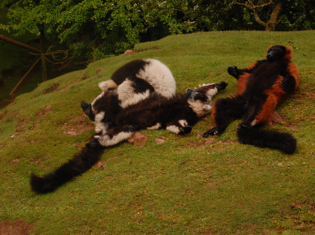 South Lakes Safari Zoo景点图片