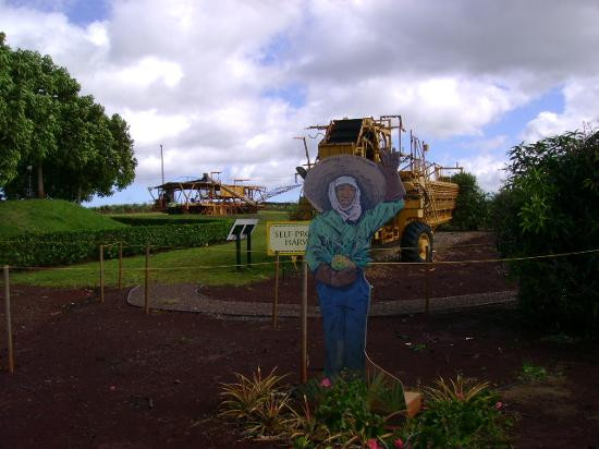 杜尔凤梨园-瓦西瓦必去景点