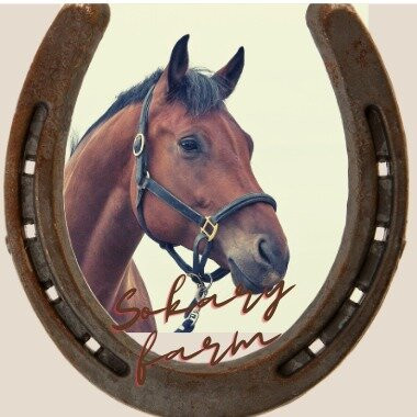 Hurghada Horse (Sokary Farm)-赫尔格达必去景点