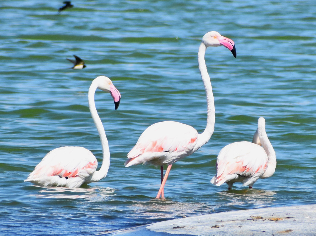 Aqaba Bird Observatory-亚喀巴必去景点