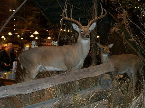 Bass Pro Shops Outdoor World-塞维尔维尔必去景点