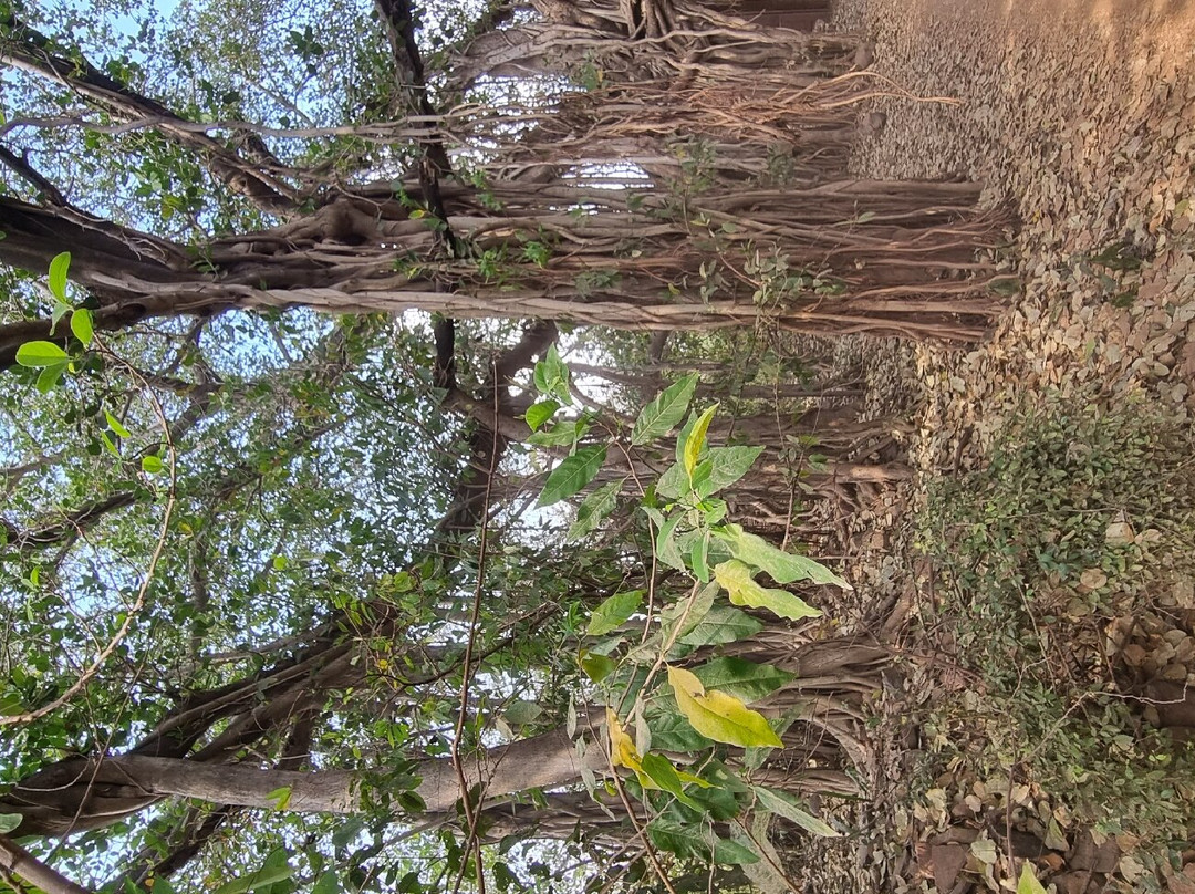 Ranthambore Safari Tours景点图片