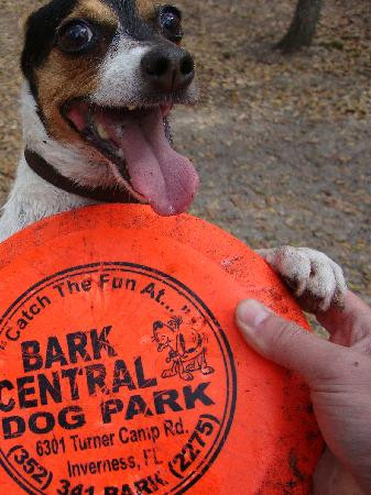 Bark Central Dog Park-因弗内斯必去景点