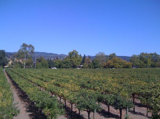 Salvestrin Winery景点图片