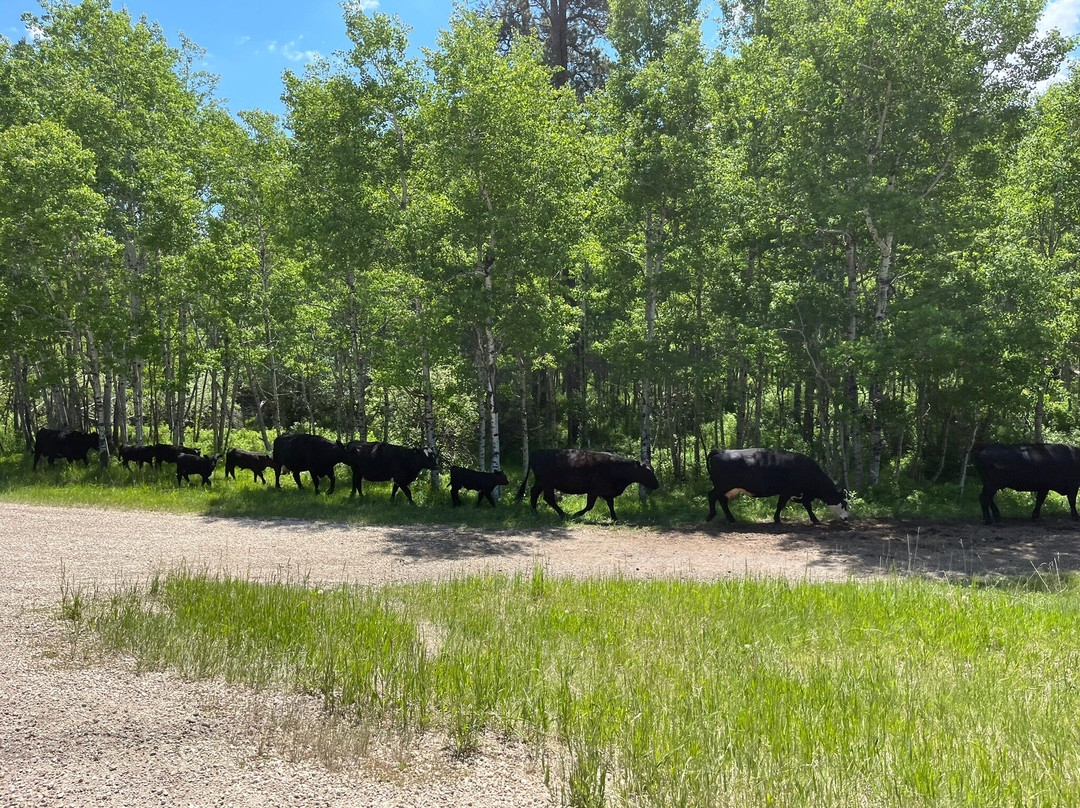 Black Hills Off-Road Rentals-戴德伍德必去景点