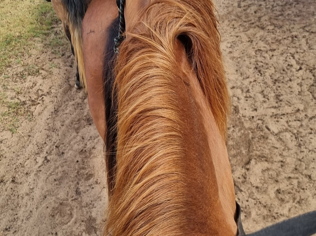 Turtle Bay Resort Horse Riding-卡胡库必去景点