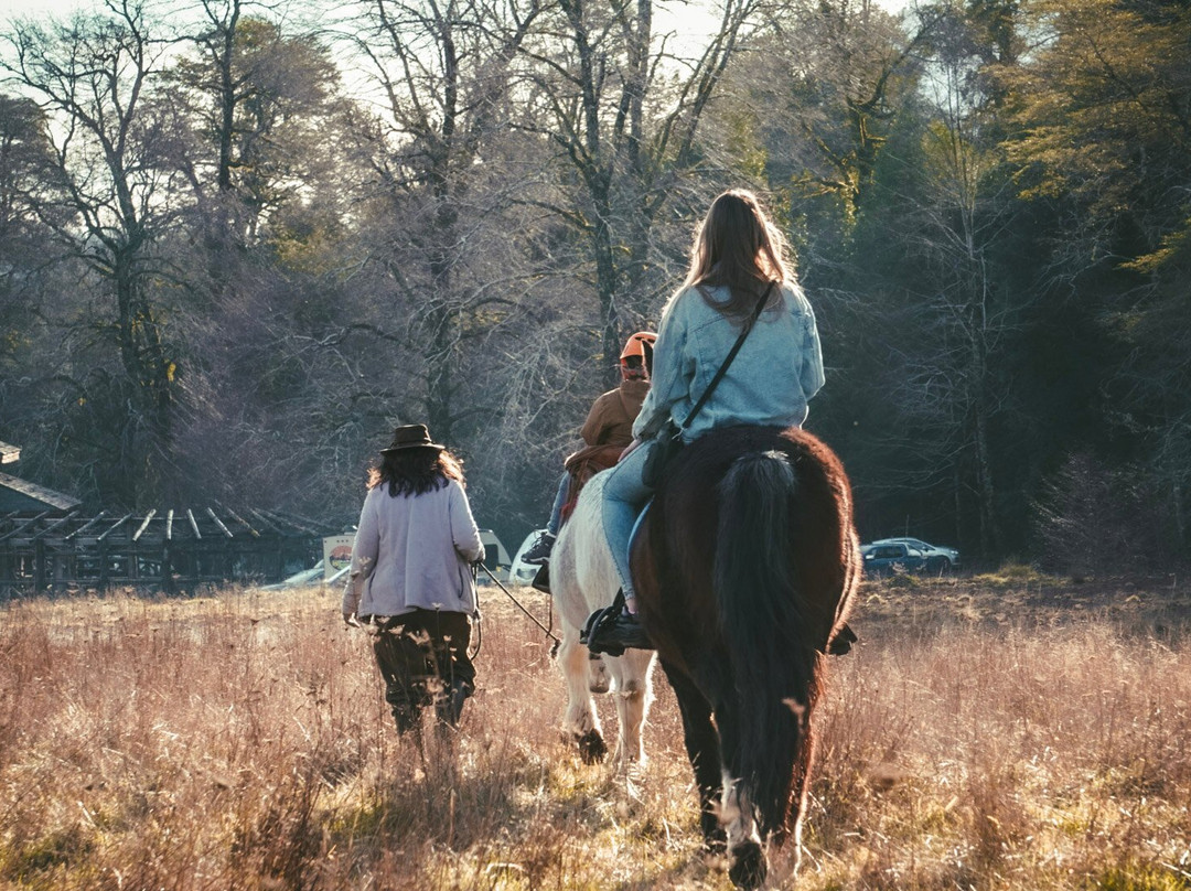 Huilo Huilo Reserva Biológica-Los Rios Region必去景点