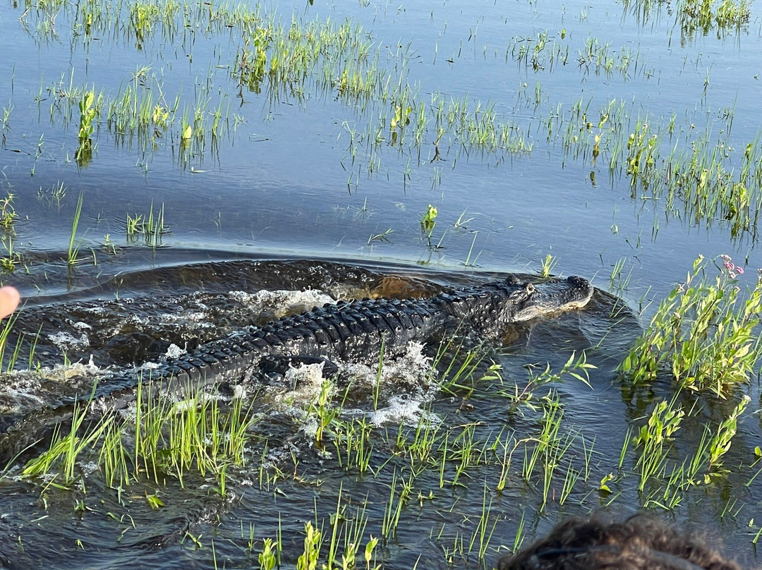 A-Awesome Airboat Rides-Christmas必去景点