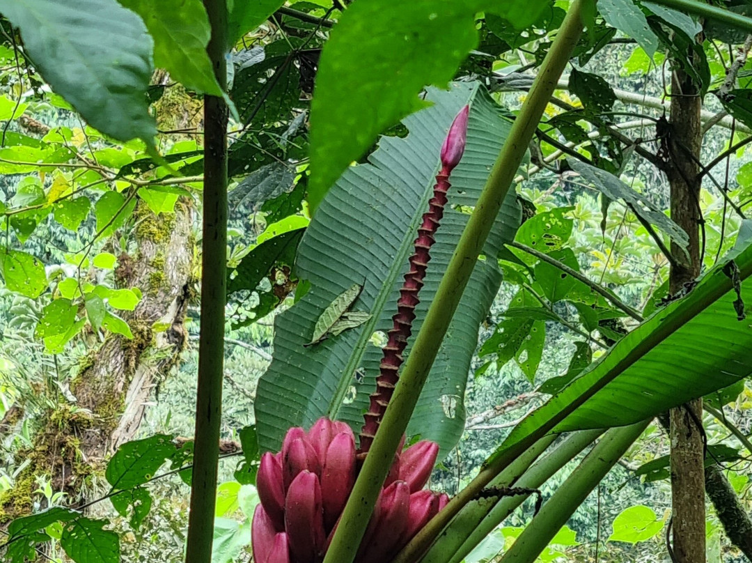 Finca Palmonte景点图片