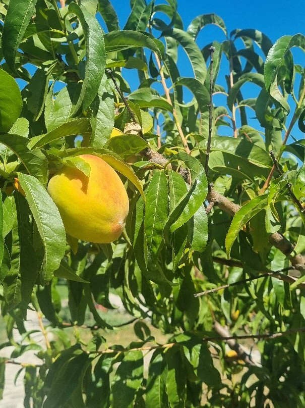 Cretan Aroma-Agkouseliana必去景点