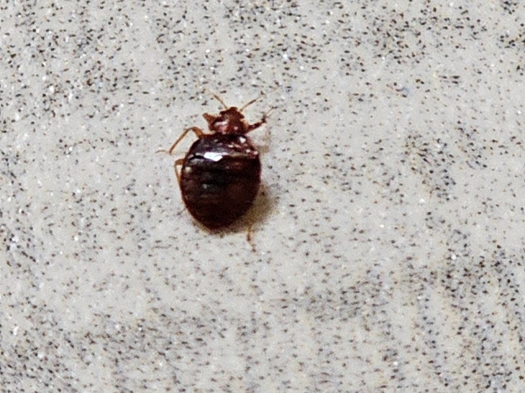 Days Inn by Wyndham Salem主图