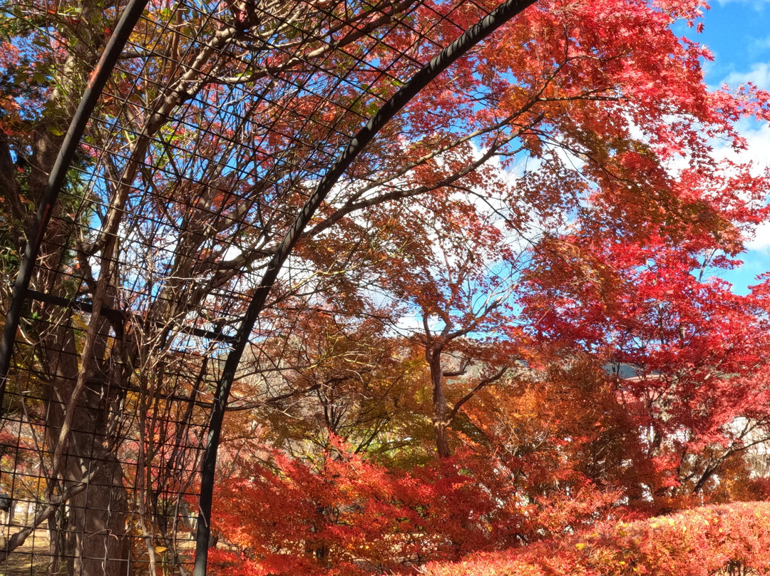 Momiji Tunnel景点图片