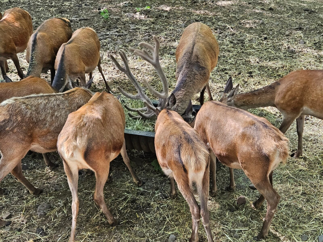 Huilo Huilo Reserva Biológica-Los Rios Region必去景点