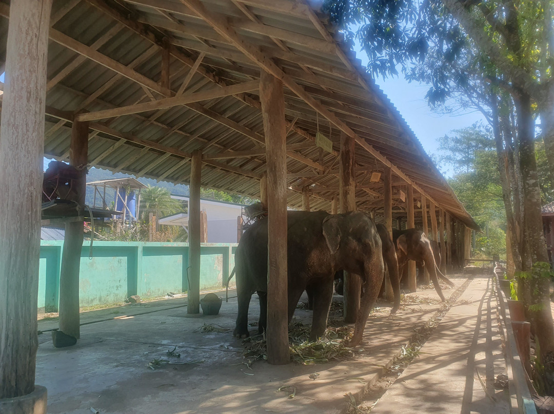 Ban Chang Thai - Elephant Camp景点图片