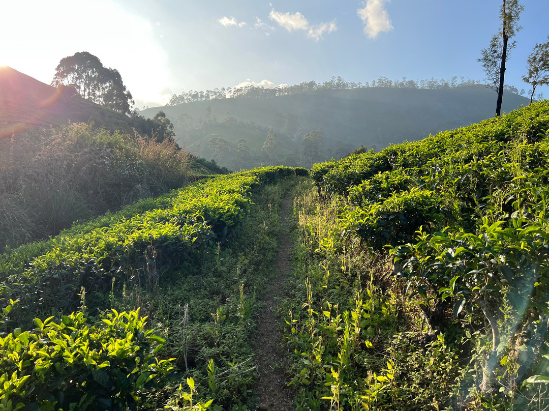 Hugging Clouds Tours-Nallathanniya必去景点