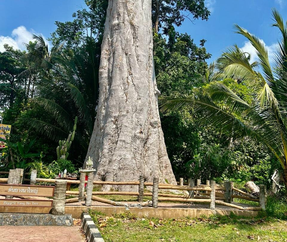 Yang Na Yai Tree景点图片
