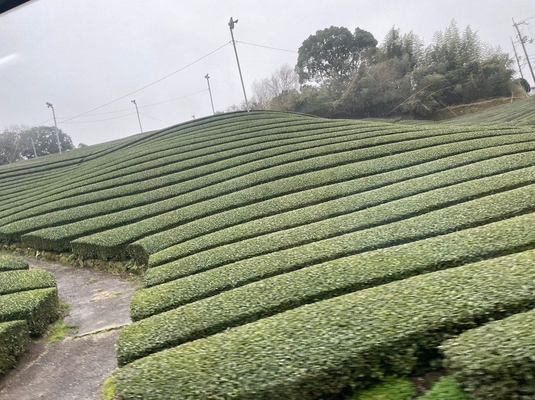 Kyoto Obubu Tea Farms-和束町必去景点