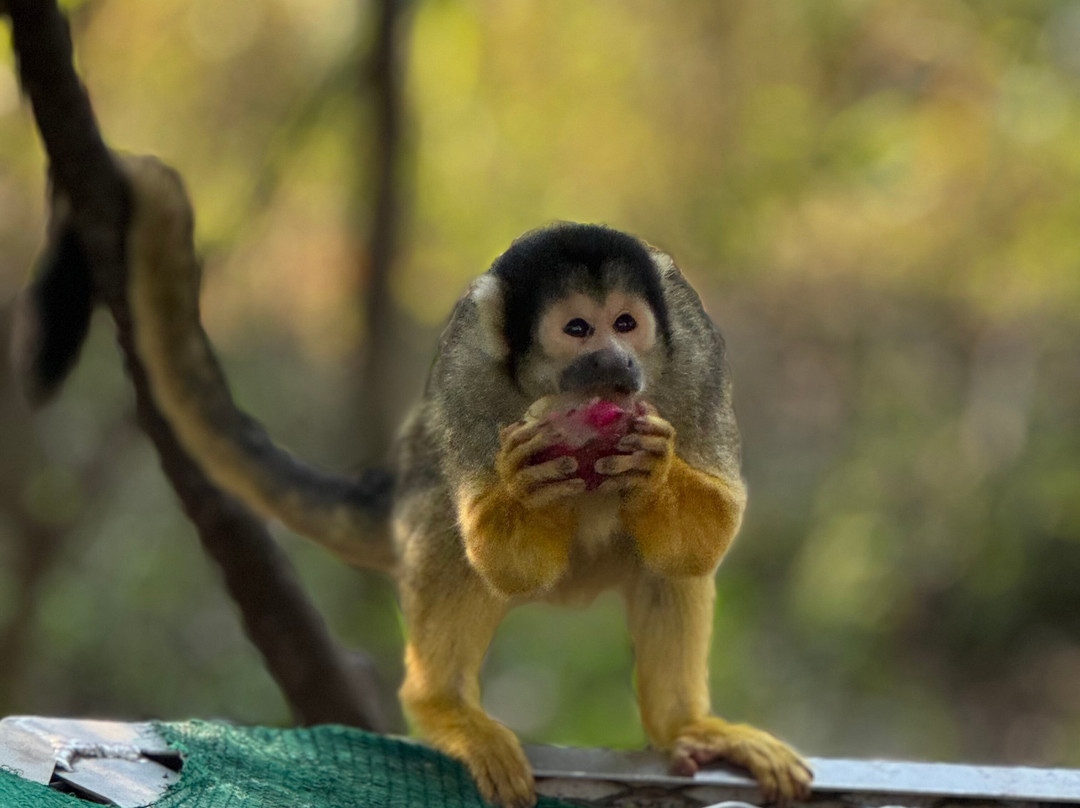 The Hidden Forest Wildlife Sanctuary-巴利托必去景点