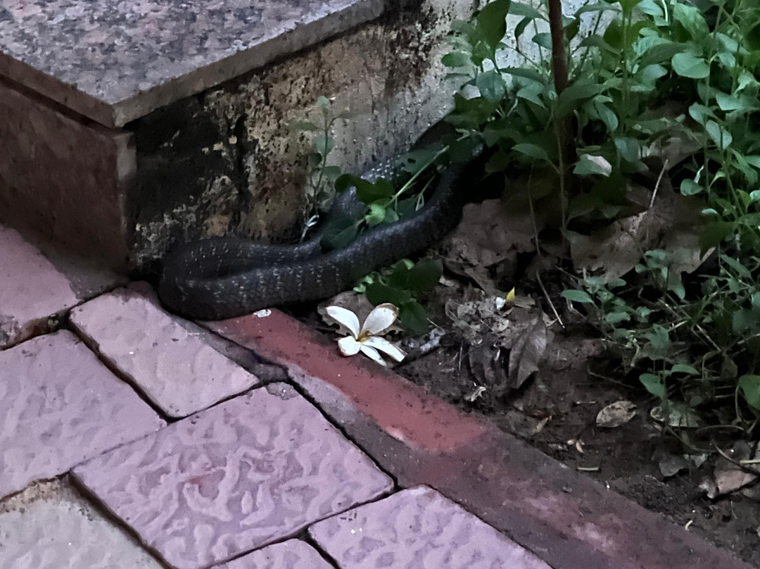 The Fern Sattva Resort, Polo Forest主图