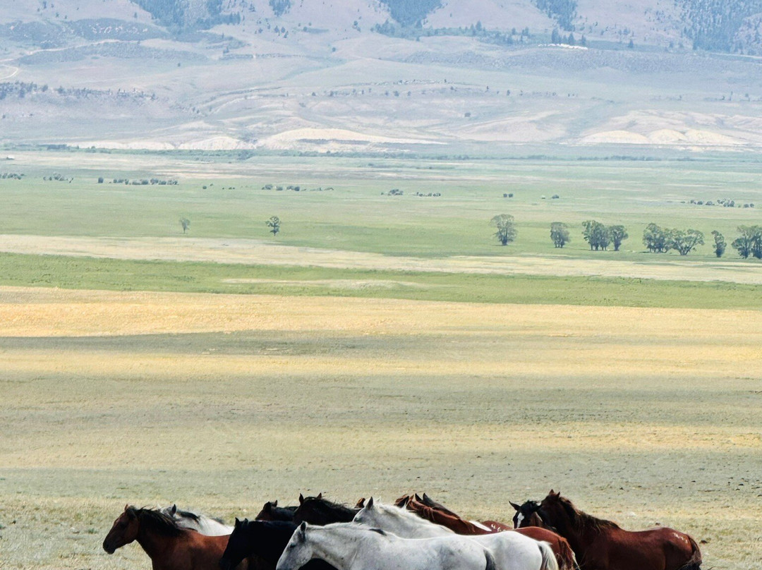 Deerwood Ranch Wild Horse EcoSanctuary景点图片