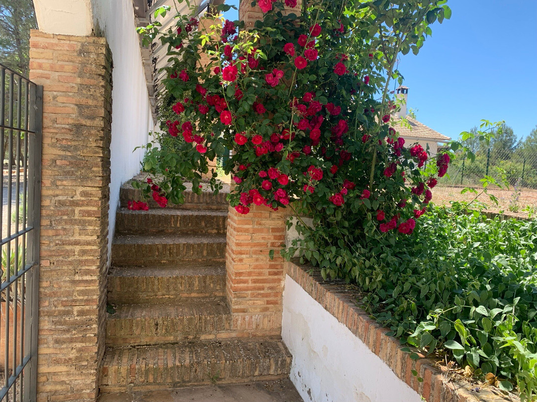 El Romeral De La Laguna
