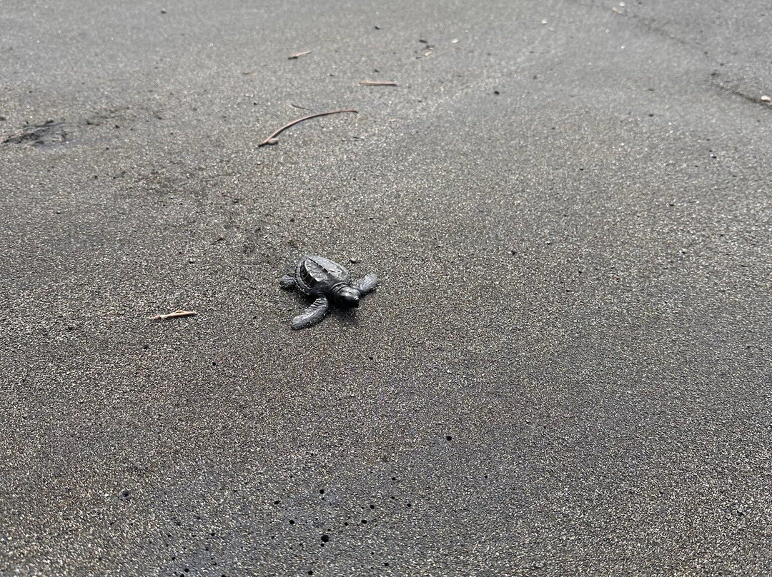 Saba Asri Turtles Conservation景点图片