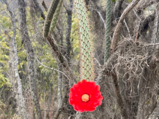 Ana Wanke-库里提巴必去景点