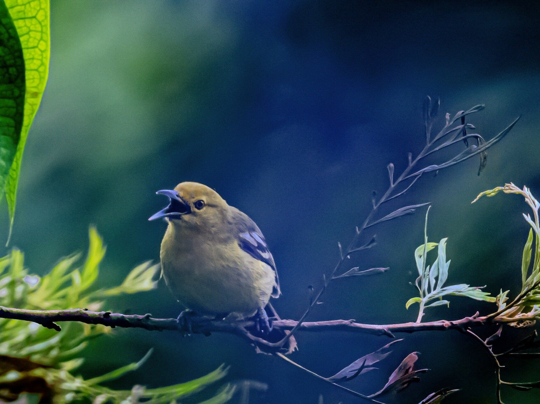 Aranyakam Homestay主图